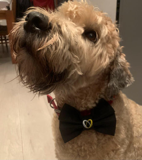 Lewis Leap Doggie Bow Tie