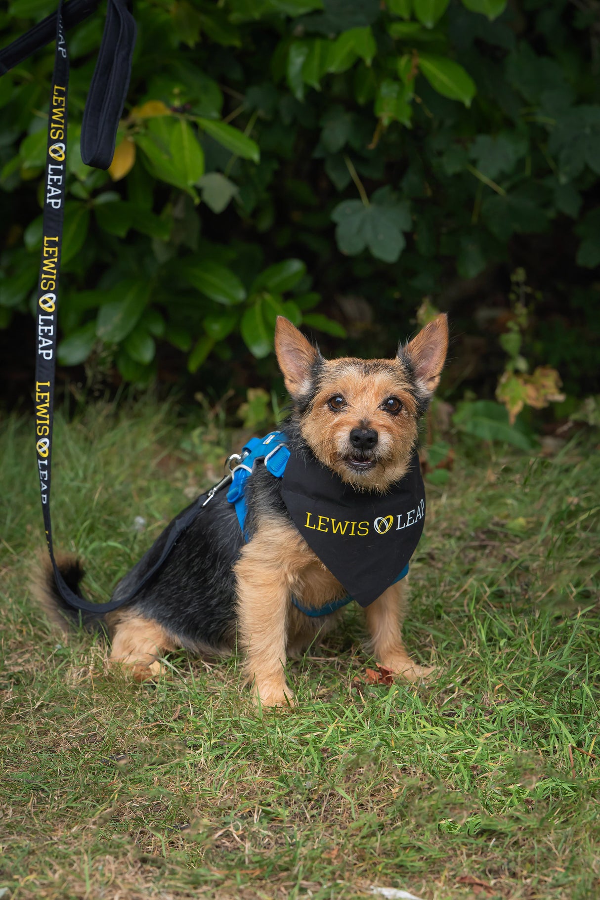 Lewis Leap Dog Lead