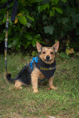 Lewis Leap Dog Lead